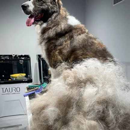 Sessione di de-shedding in salone Petly